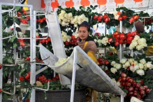 A person in a warehouse sorting large bundles of cream and red roses for export.