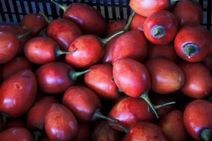 A wooden crate filled with smooth, oval-shaped red and orange tree tomatoes (Tomate de Árbol).