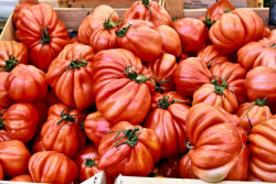 Mercado Les Halles- old world tomatoes