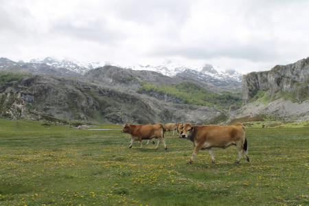 The cows seemed very intelligent and aware of the magnificent surroundings, as well as of each other in the herd. Covadonga