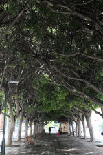 In the heart of the city, a tree-covered sidewalk that is a welcome relief from the intense sun. Tree canopy